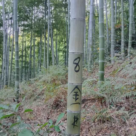 Mao Bamboo.jpg
