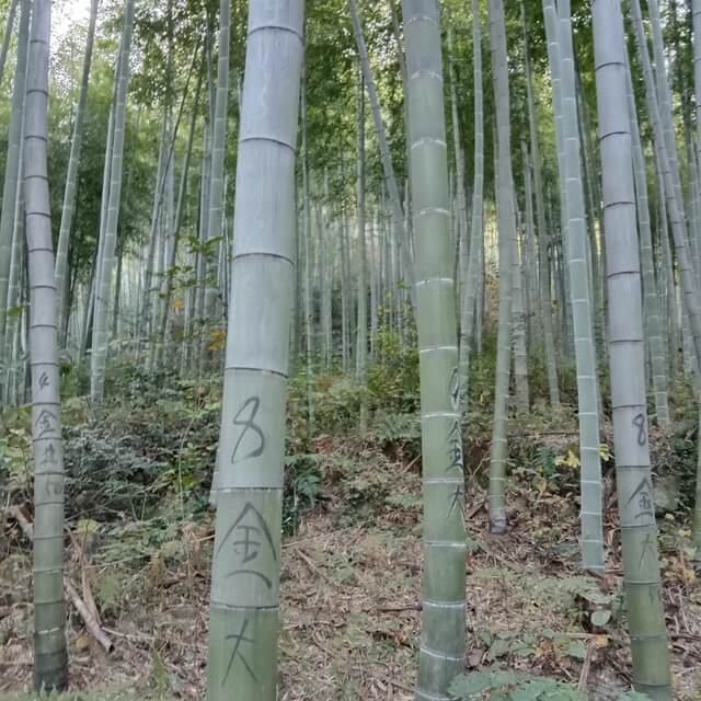 How to Tell the Age of Bamboo? ASIA Bamboo