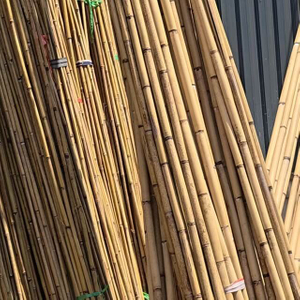 تونكين بامبو للاستخدام الزراعي